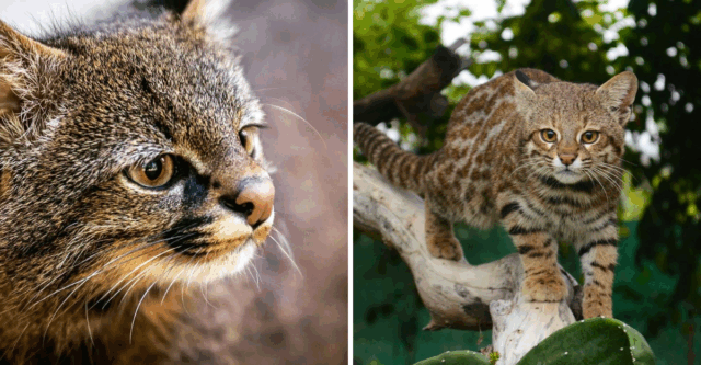 The Pampas Cat South America’s Most Mysterious Wild Feline