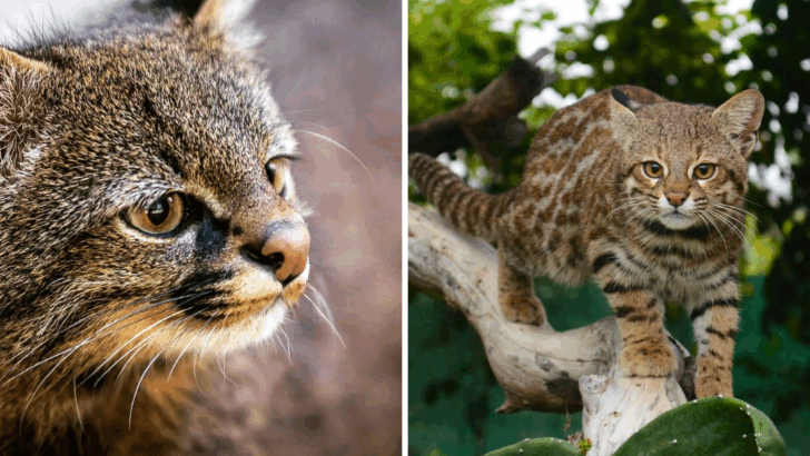 The Pampas Cat: South America’s Most Mysterious Wild Feline