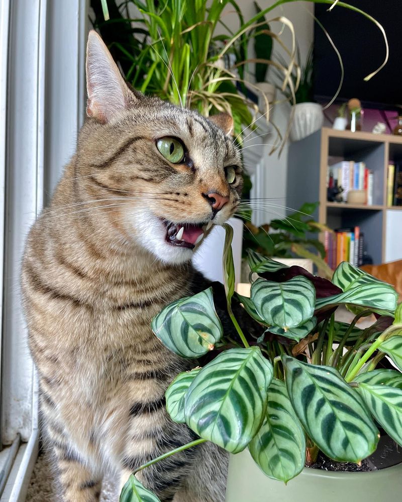 The Plant Destroyer