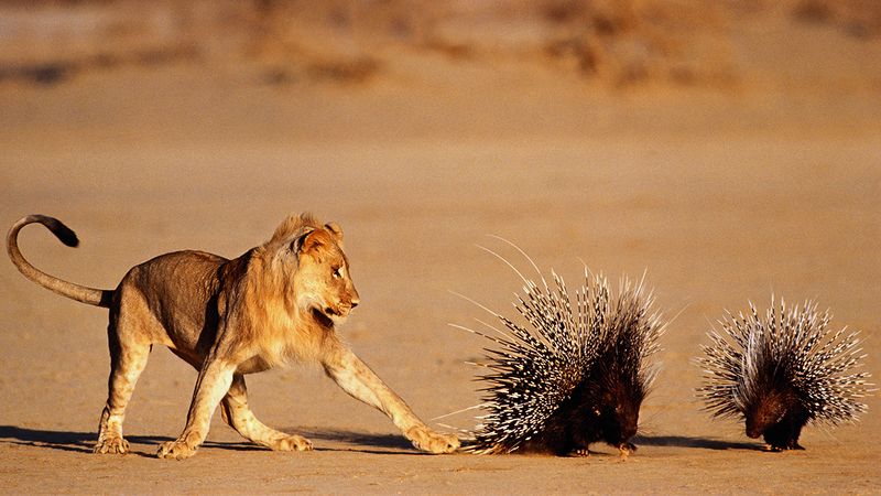 The Porcupine Problem: Pointy Beats Powerful