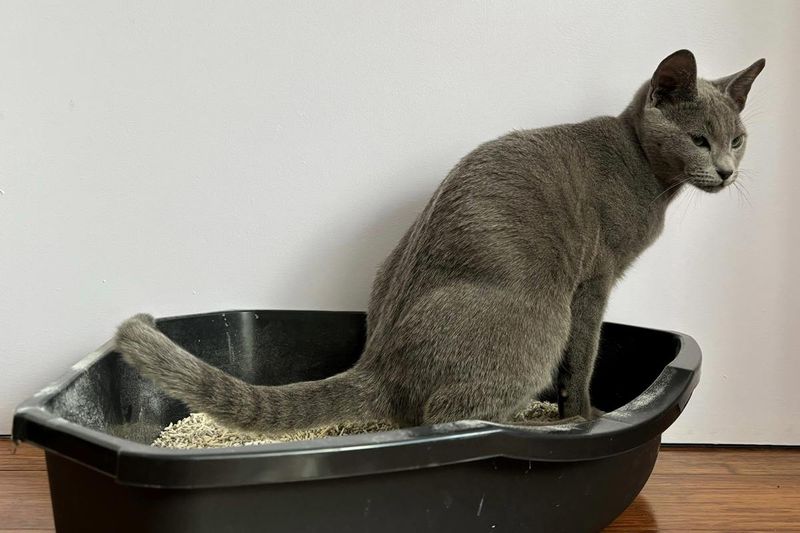The Post-Litter Box Sprint