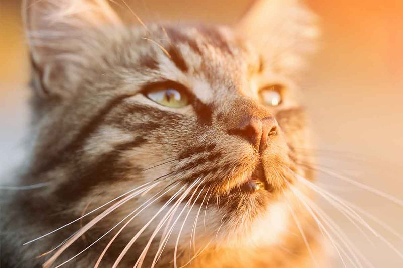 The Relaxed Whisker Position