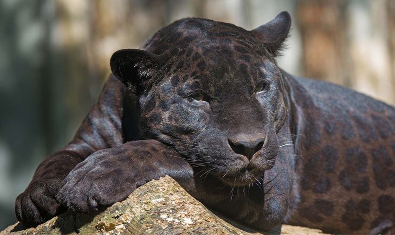 The Science Behind the Melanistic Mystery