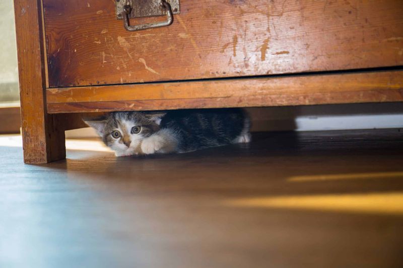 The Secret Hideaway Seeker