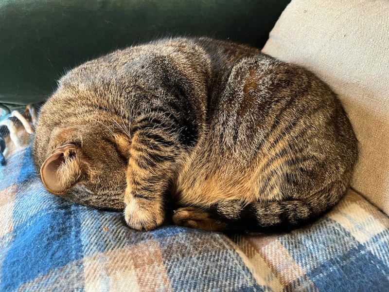 The Sleepy Tail Wrap