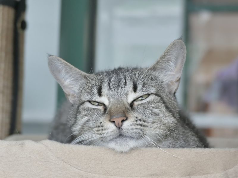 The Slow Blink