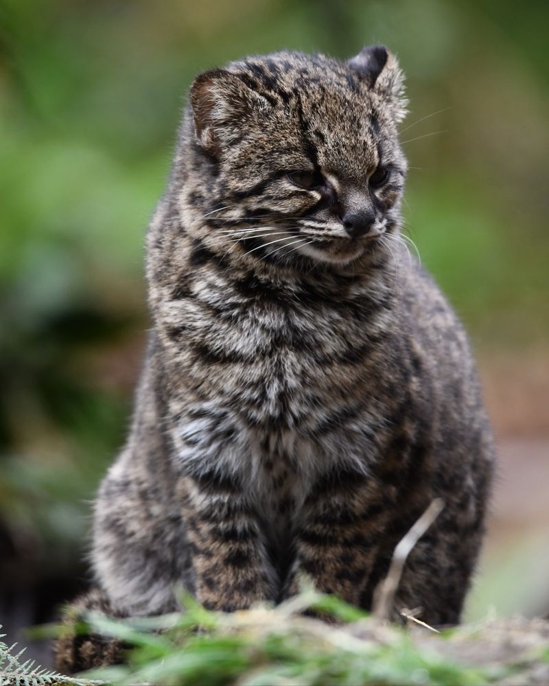The Smallest Cat in the Americas