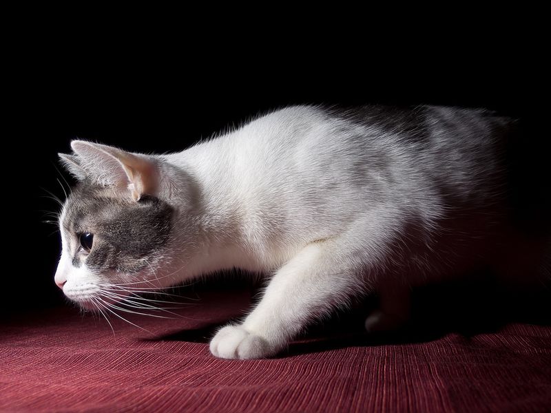 The Stealthy Hunter