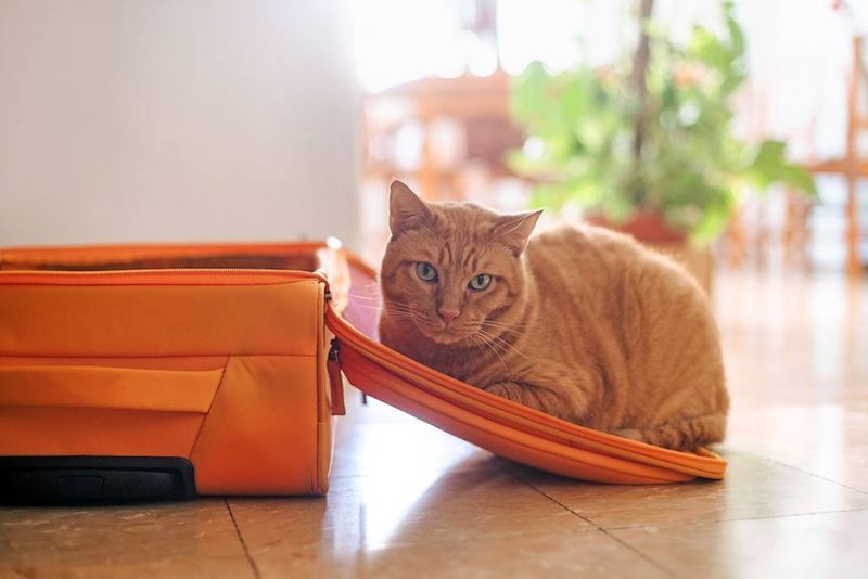 The Suitcase Sit-In
