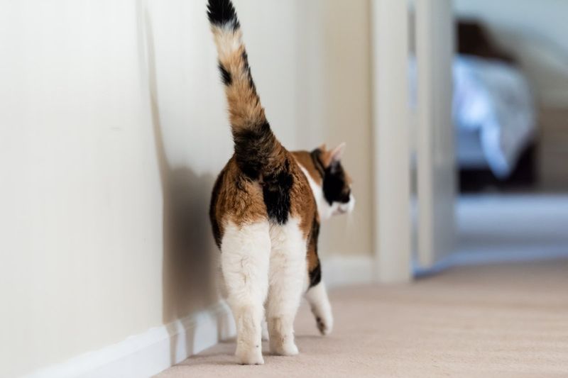 The Surprise Butt Presentation