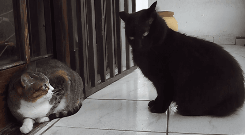 The Territorial Guardian