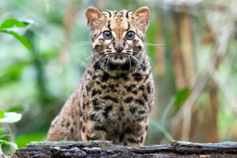 The Tree-Dwelling Marbled Cat