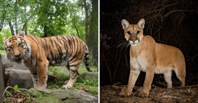 The Ultimate Showdown Ranking Wild Cats by Their Stealth, Speed, and Strength