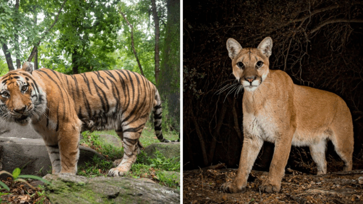 The Ultimate Showdown: Ranking Wild Cats by Their Stealth, Speed, and Strength