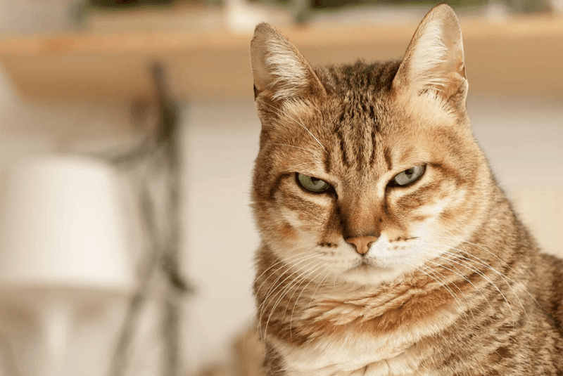 The Unwavering Staring