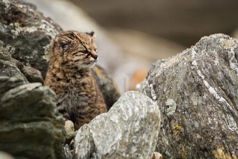 The Varied Menu of a Forest Predator