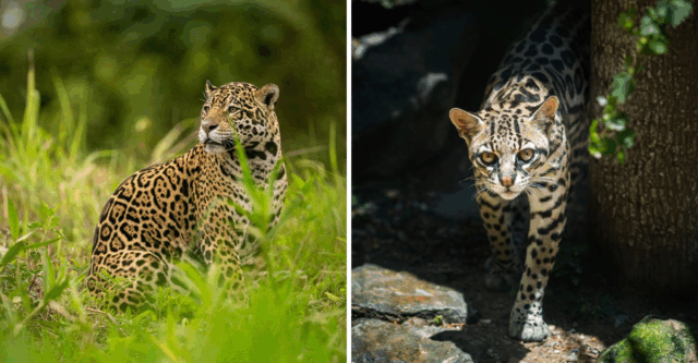 The Wild Cats of the Amazon Unveiling the Mysterious Felines That Roam the Heart of the Rainforest