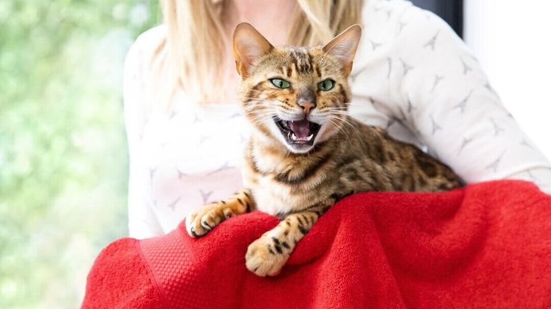 The 'Look But Don't Touch' Cat