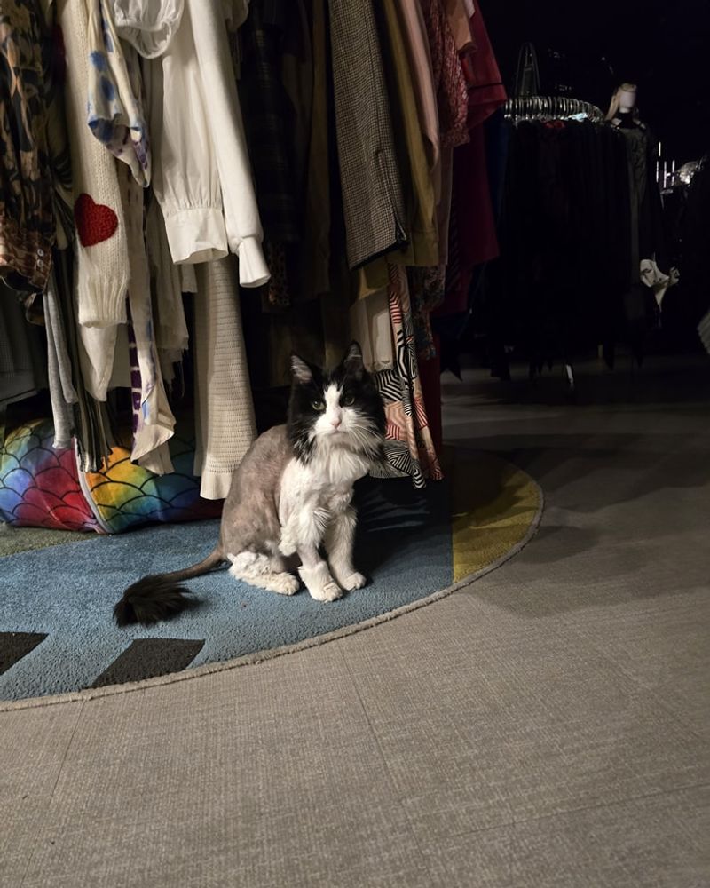 Theater Cats: Backstage Mousers of Broadway and Beyond