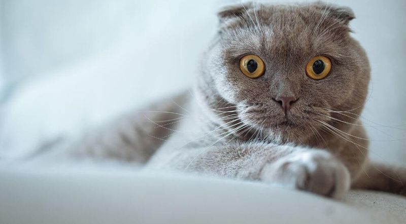 Their Ear-Related Health Concerns