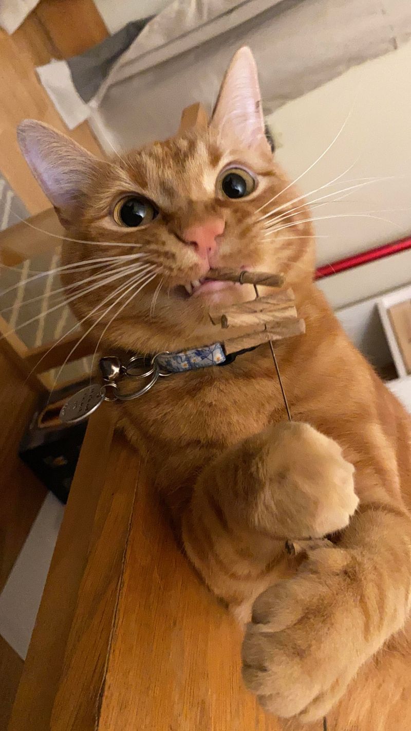 Their Goofy Faces Are Irresistible