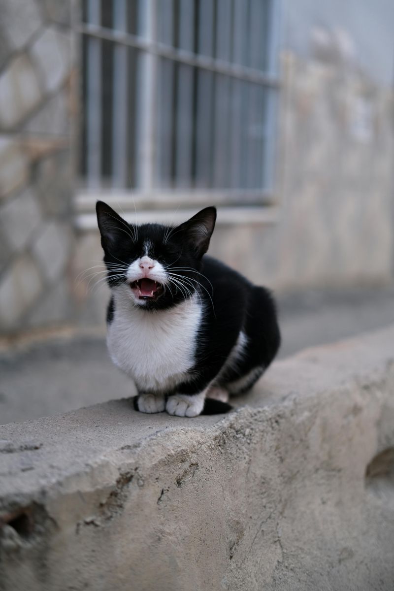 Their Meows Sound Like They’re Speaking