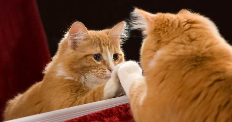 Their Own Reflection