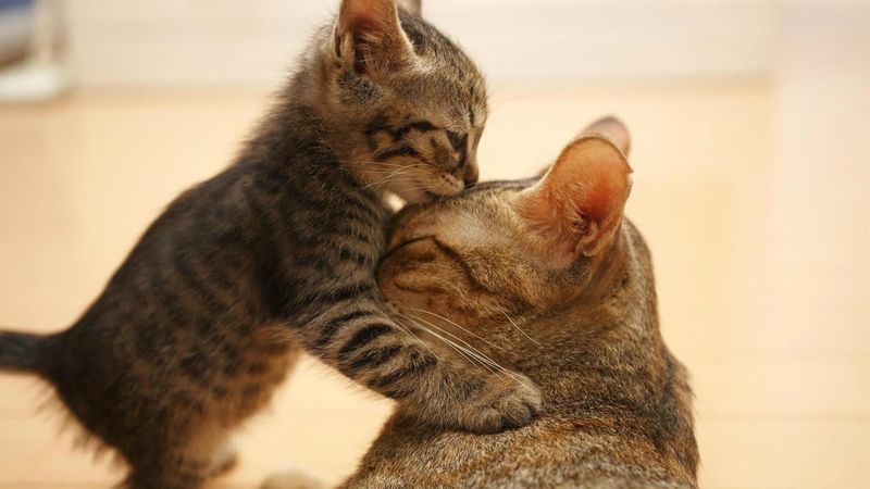 Their Presence Feels Protective