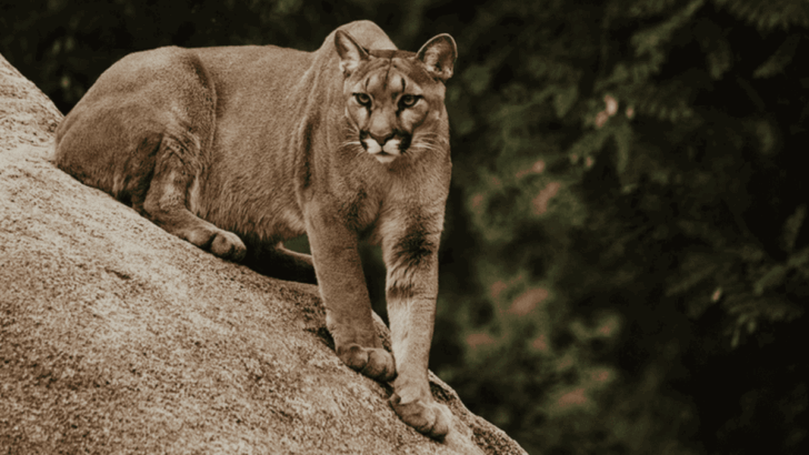 These 12 Big Cats May Look Heavy, But Their Agility Will Shock You