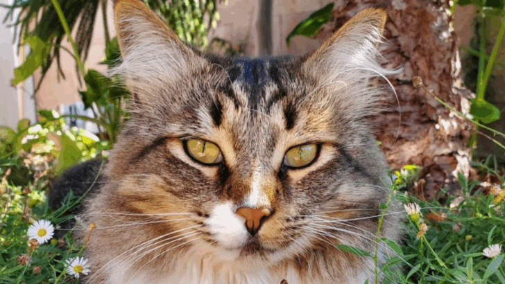 These 6 Stunning Maine Coon Hybrids Are Breaking the Internet—and It’s Easy to See Why