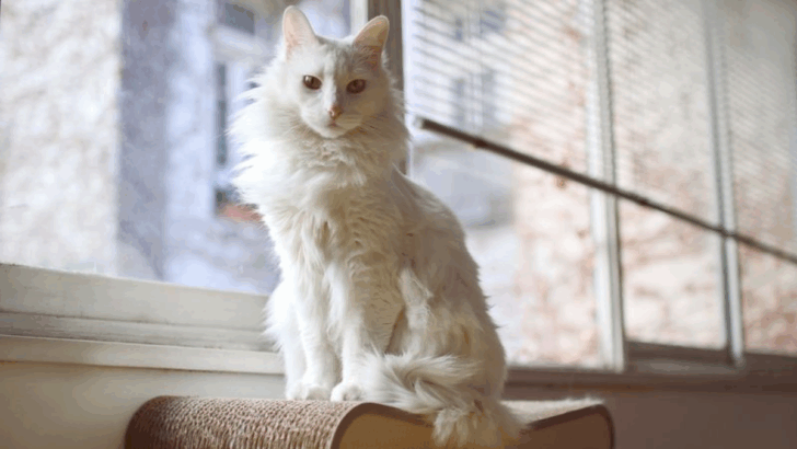 These 9 Cat Breeds Were Born to Climb—the Top Shelf Is Their Throne