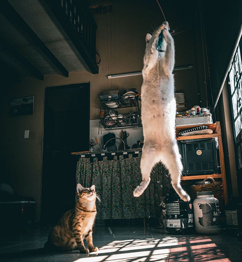 They're Surprisingly Athletic