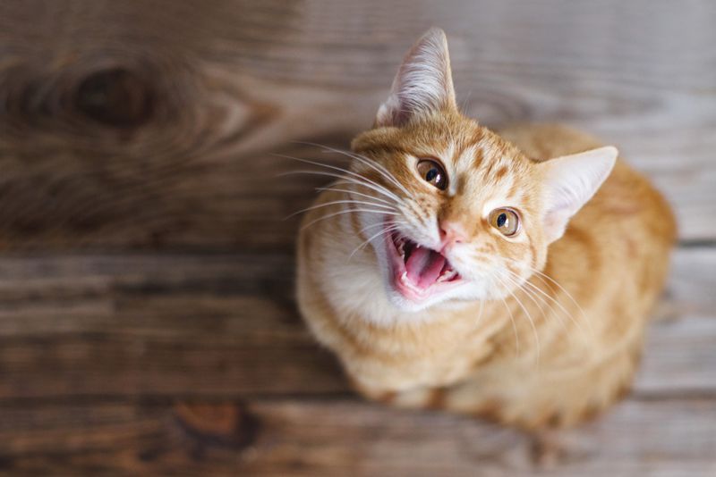 They Become Very Vocal and Affectionate