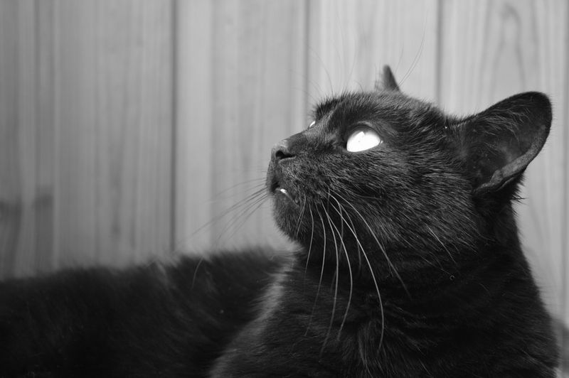 They Behave Like Miniature Philosophers