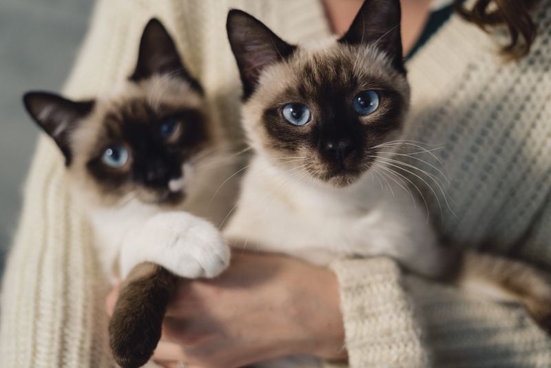 They Form Intense Bonds With Their People