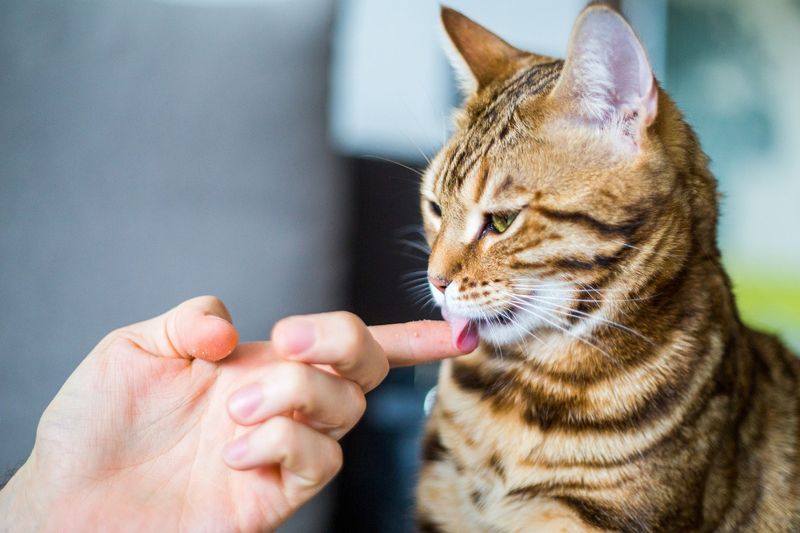 They Groom You (Sandpaper Kisses)