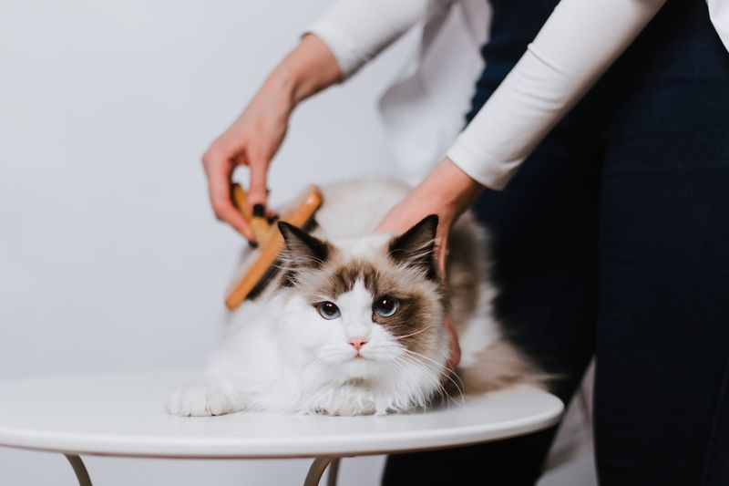 They Have a Silky Coat