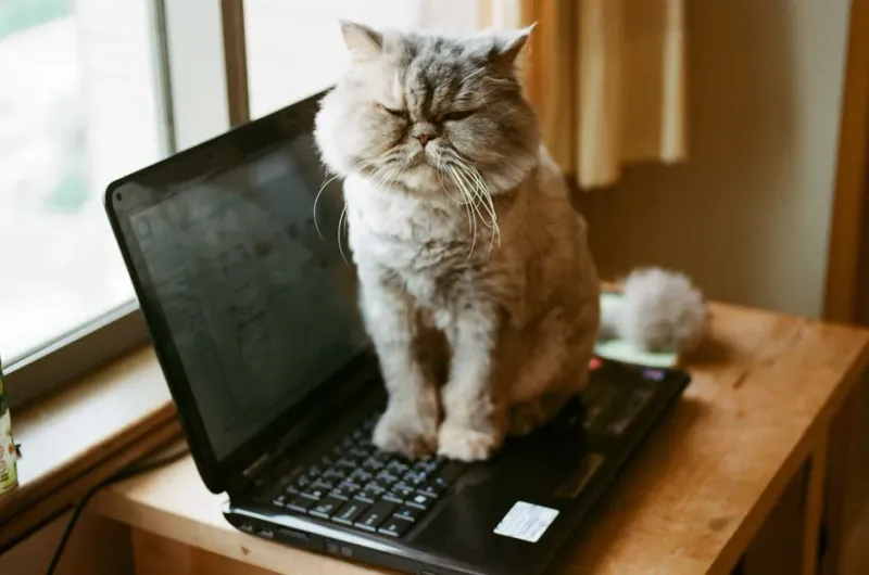 They Interrupt Your Work or Reading