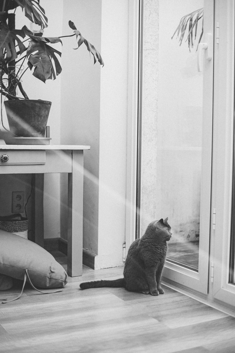 They Love to Sit and Simply Observe