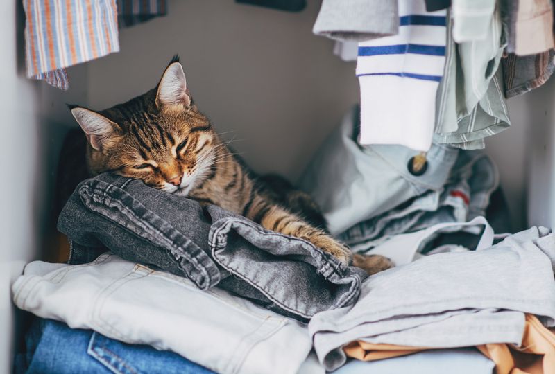 They Sleep on Your Stuff (Especially Clean Laundry)