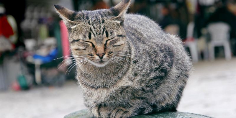 They Slow Blink at You (Cat 'I Love You')