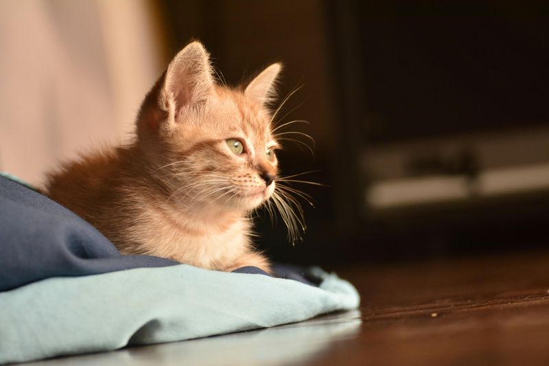They’re All Tabby Cats—Even If They Don’t Look Like It