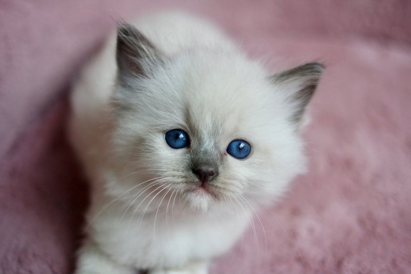 They’re Born All-White