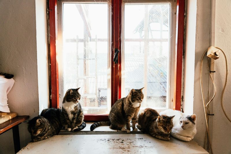 They’re Just Being Cats