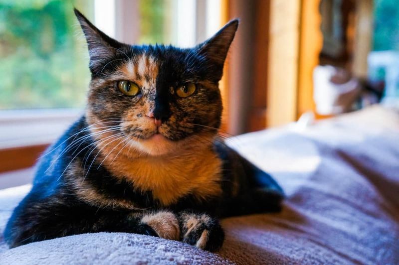 They’re Known for “Tortitude”