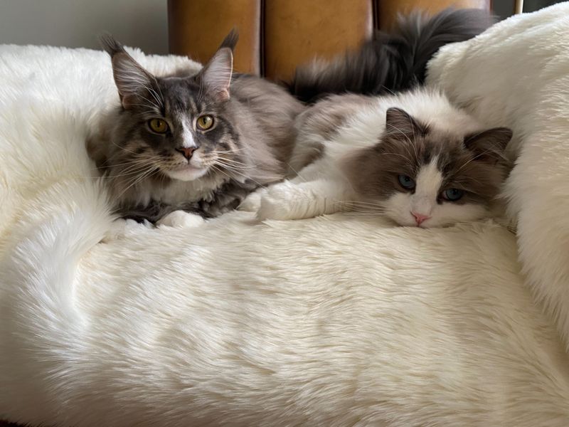 They’re Large Cats