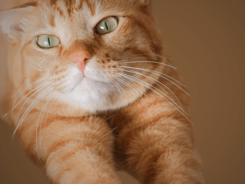 They’re Often 'Dog-Like' in Behavior