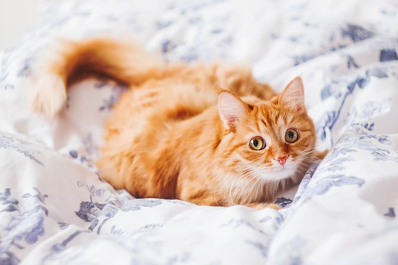 They’ve Got a Reputation for Mischief