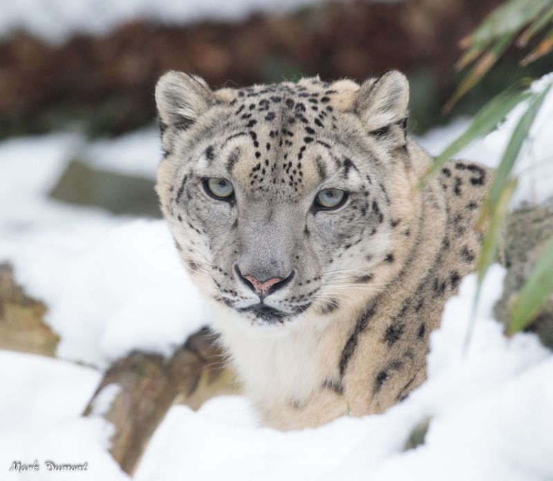 Thicker Fur and Camouflage