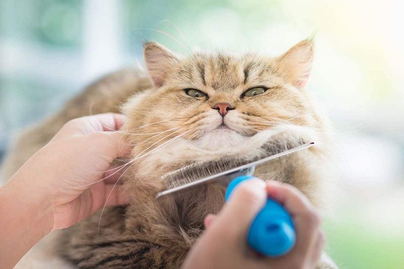 Think About Grooming Commitments